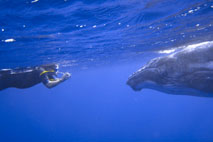 Niue Niue